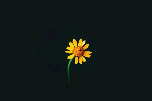 Yellow daisy on dark background, photographic, minimal, dark