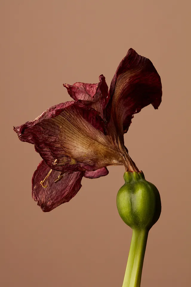 Dried flower bud with peeling petals, photographic, organic, warm