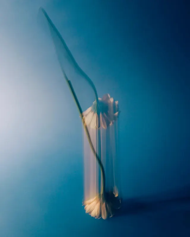 Wilting flower petals against teal backdrop, photographic, organic, cool
