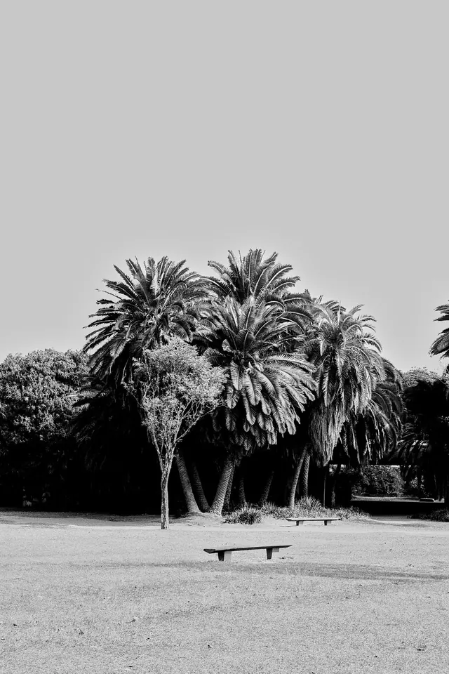 Park landscape with palm trees and bench, photographic, monochrome, monochrome