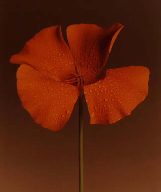 Red poppy with water droplets, photographic, vibrant