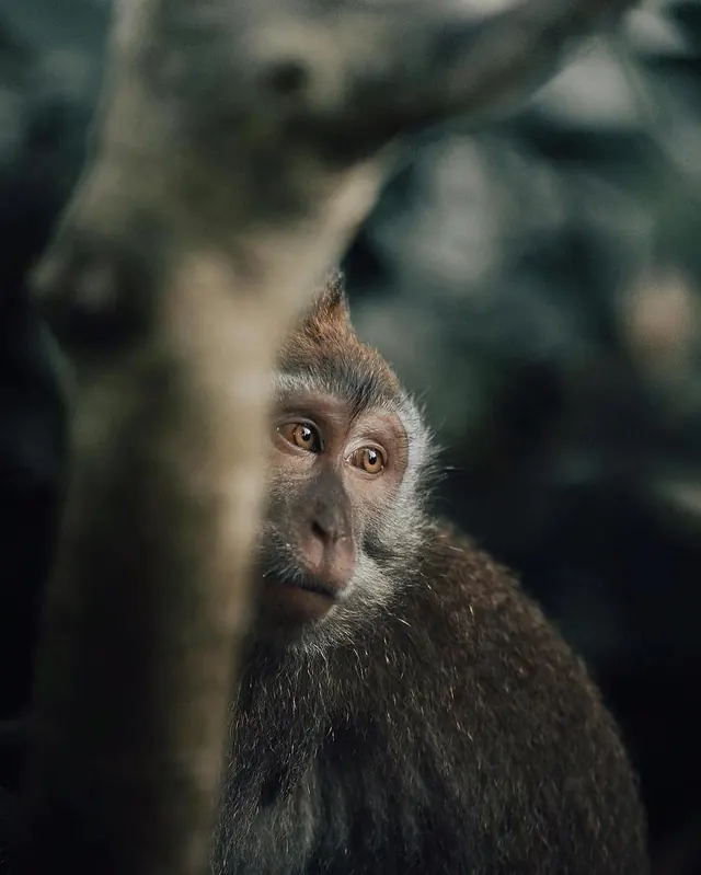 Primate close-up portrait, photographic, editorial, earthy