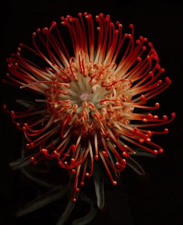 Red spiky protea flower macro, photographic, abstract, dark