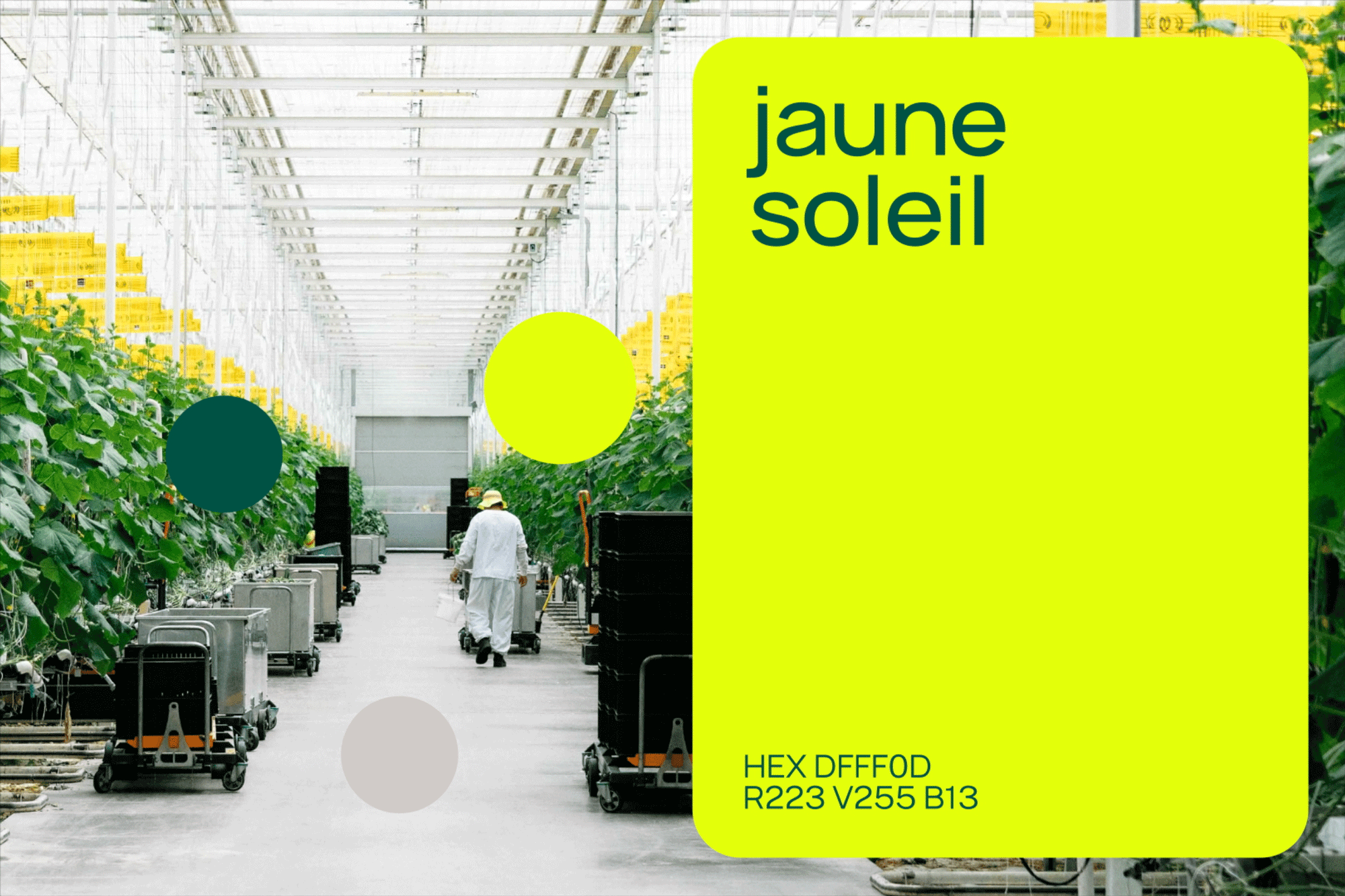 Jaune Soleil greenhouse typography overlay, minimal, photographic, vibrant